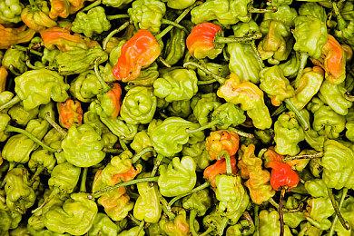 《如龙》新作“港区女子”入围名单公布 7月16日公布获胜者